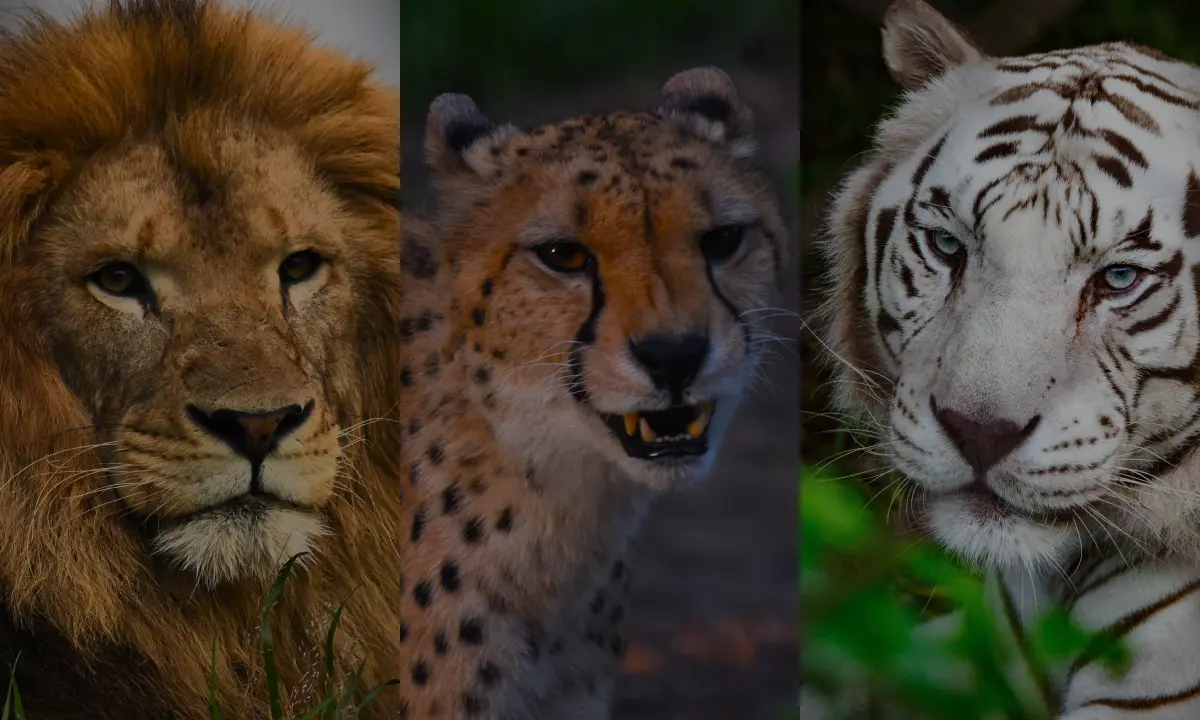 ナイトサファリ