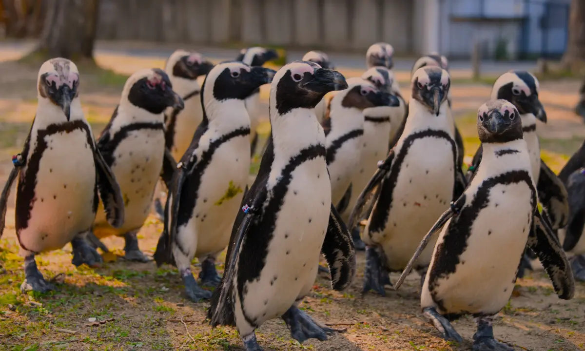 ナイトペンギンパレード