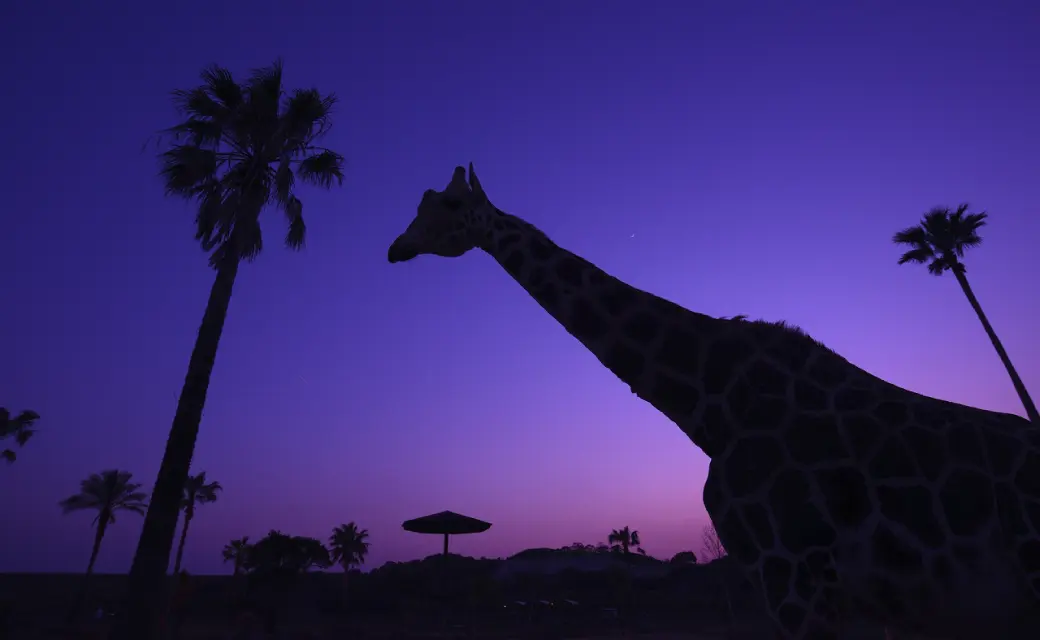 ペンギンパレード